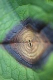 Cercospora hydrangeae image