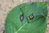 Cercospora hydrangeae image
