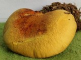 Buchwaldoboletus hemichrysus image