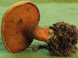 Buchwaldoboletus hemichrysus image