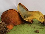 Buchwaldoboletus hemichrysus image