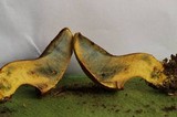 Buchwaldoboletus hemichrysus image