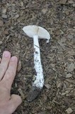 Amanita longipes image