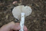 Amanita longipes image