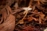 Strobilurus trullisatus image
