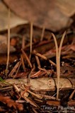 Macrotyphula juncea image