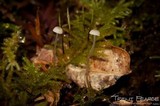 Roridomyces roridus image