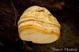 Fomitopsis officinalis image
