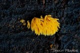 Mucronella flava image
