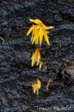 Mucronella flava image