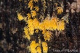 Mucronella flava image