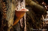 Panus conchatus image