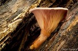 Panus conchatus image