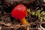 Hygrocybe aurantiosplendens image