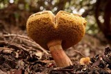 Boletus chrysenteron image