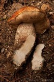 Leccinum manzanitae image