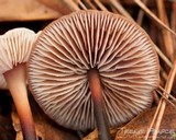 Gymnopus brassicolens var. brassicolens image