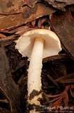 Lepiota magnispora image