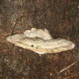 Trametes gibbosa image