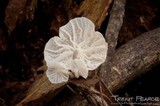 Hemimycena candida image