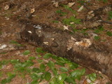 Trametes gibbosa image