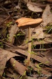 Leratiomyces squamosus var. squamosus image