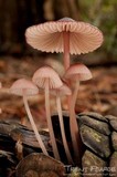 Mycena purpureofusca image