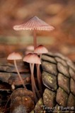 Mycena purpureofusca image