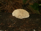 Trametes gibbosa image