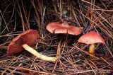 Cortinarius smithii image