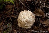 Amanita magniverrucata image