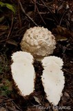 Amanita magniverrucata image