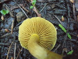 Cortinarius croceus image