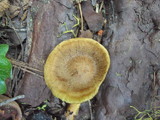 Cortinarius croceus image