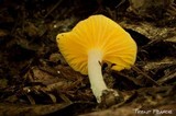 Hygrocybe flavifolia image