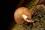 Lactarius xanthogalactus image