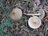 Melanoleuca melaleuca image
