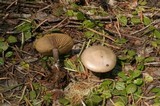 Clitocybe glacialis image