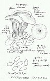 Clitocybe glacialis image