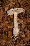 Amanita magniverrucata image