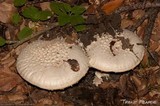 Amanita magniverrucata image