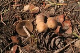 Psathyrella pennata image