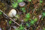 Tephrocybe atrata image