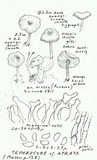 Tephrocybe atrata image