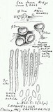 Lachnellula calyciformis image