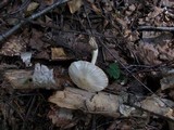 Pluteus hongoi image