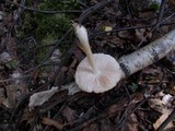 Pluteus hongoi image