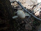 Pluteus hongoi image