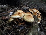 Pholiota squarrosa image