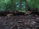 Pholiota squarrosa image